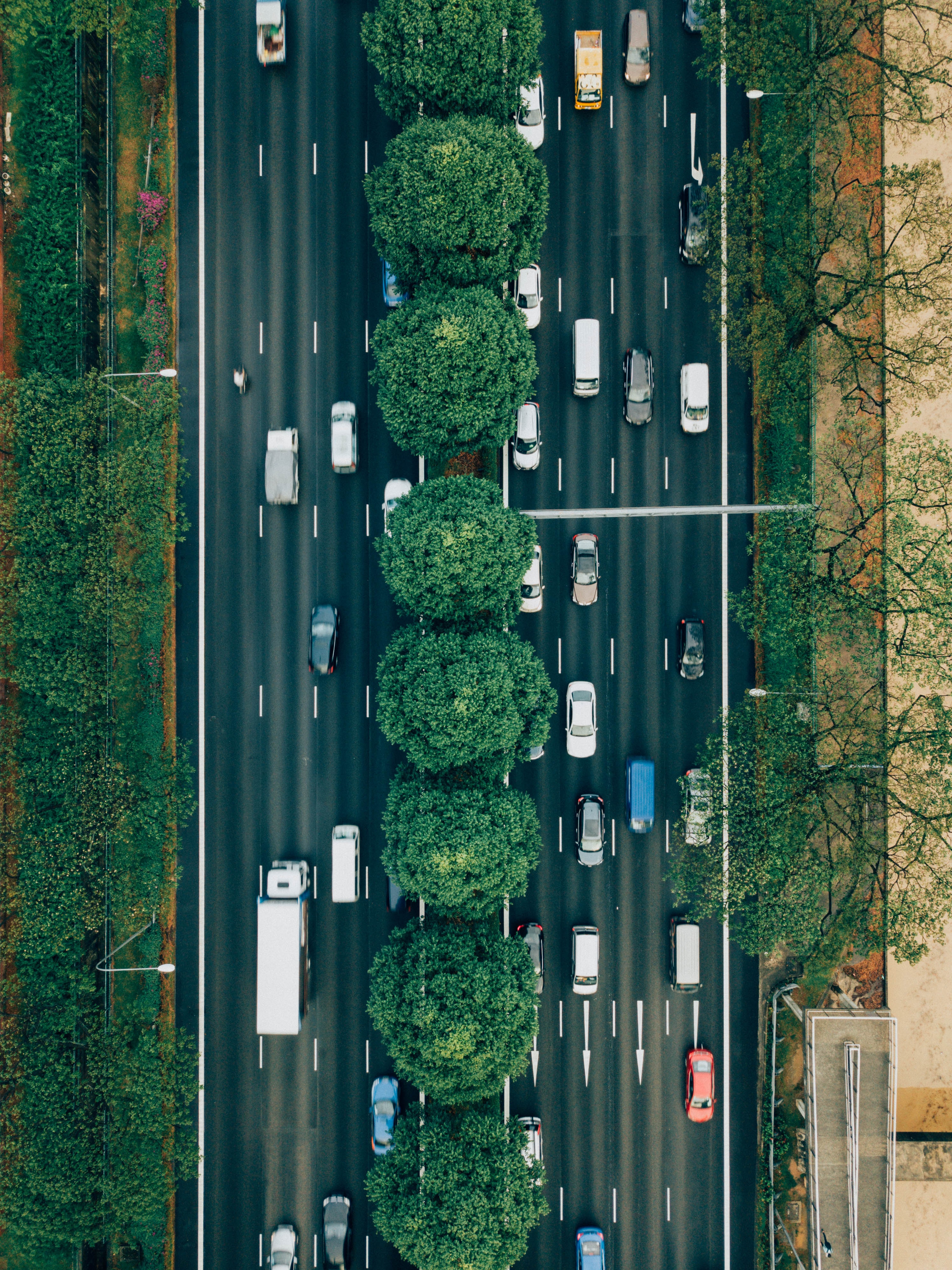 traffico e alberi.jpg